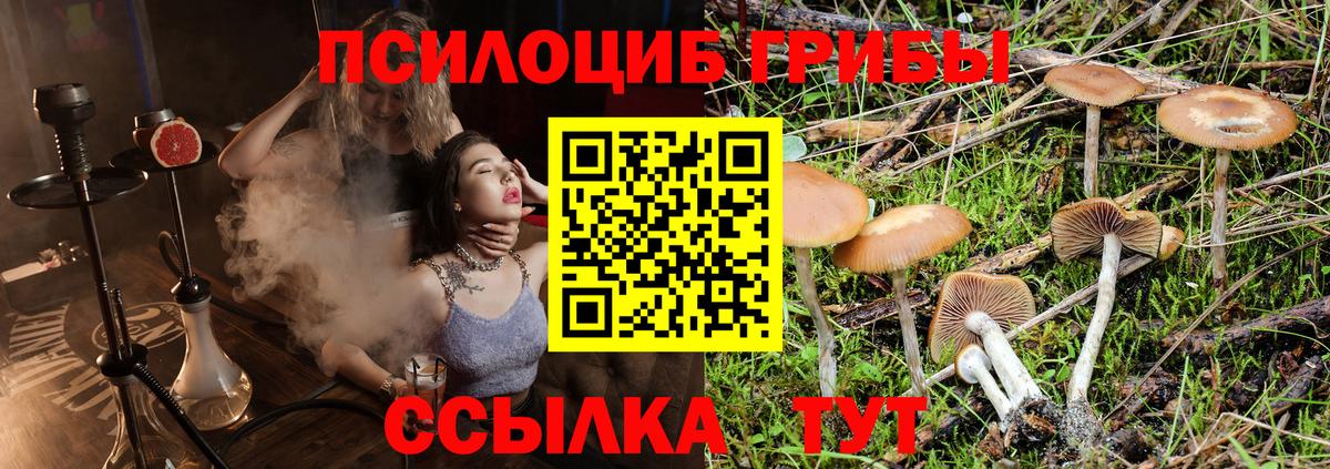 Псилоцибиновые грибы Psilocybine cubensis Новоалександровск